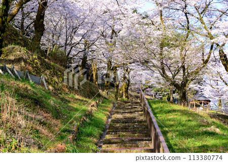 神奈川築井湖城山公園櫻花風光 神奈川築井湖城山公園櫻花風光 113380774