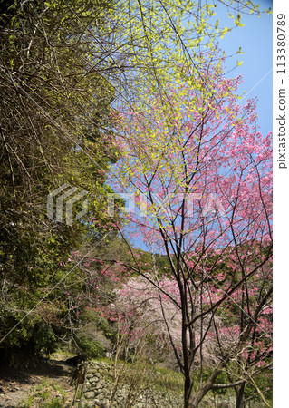 翻越加賀瀨嶺（熊野古道公園）[和歌山縣日高郡日高町原谷] 113380789