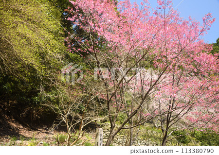 翻越加賀瀨嶺（熊野古道公園）[和歌山縣日高郡日高町原谷] 113380790