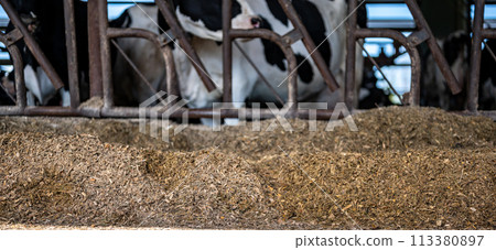 Row of silage in a dairy barn with stanchions. for cattle to eat through.  113380897