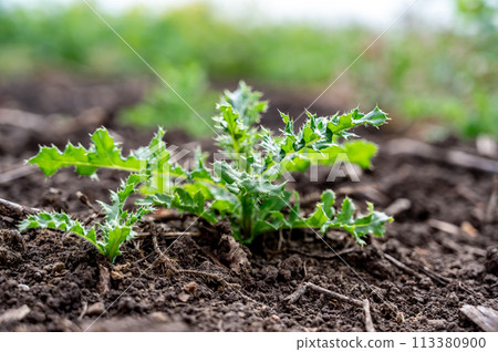 Noxious weed Musk thistle growing in a cultivated field 113380900