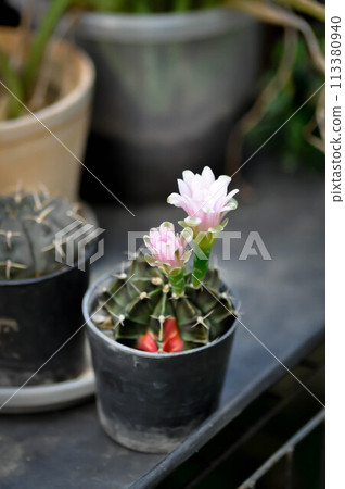Gymnocalycium ,Gymnocalycium mihanovichii or gymnocalycium mihanovichii variegated with flower or cactus flower Gymnocalycium ,Gymnocalycium mihanovichii or gymnocalycium mihanovichii variegated with flower or cactus flower 113380940