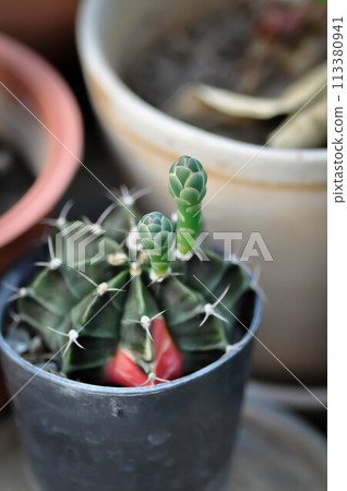 Gymnocalycium ,Gymnocalycium mihanovichii or gymnocalycium mihanovichii variegated with flower or cactus flower Gymnocalycium ,Gymnocalycium mihanovichii or gymnocalycium mihanovichii variegated with flower or cactus flower 113380941