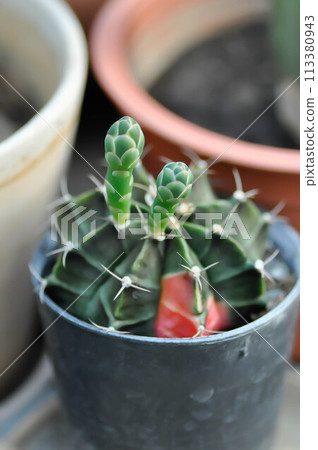 Gymnocalycium ,Gymnocalycium mihanovichii or gymnocalycium mihanovichii variegated with flower or cactus flower Gymnocalycium ,Gymnocalycium mihanovichii or gymnocalycium mihanovichii variegated with flower or cactus flower 113380943