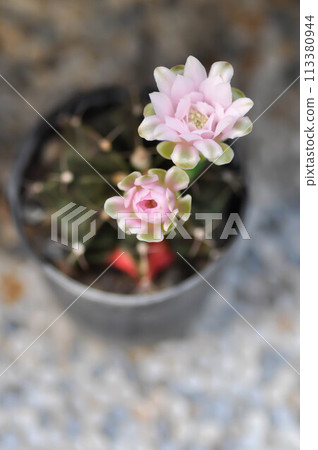 Gymnocalycium ,Gymnocalycium mihanovichii or gymnocalycium mihanovichii variegated with flower or cactus flower 113380944