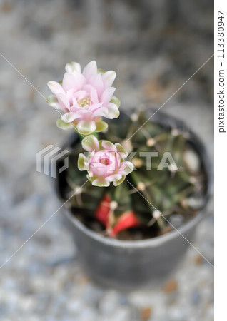 Gymnocalycium ,Gymnocalycium mihanovichii or gymnocalycium mihanovichii variegated with flower or cactus flower 113380947