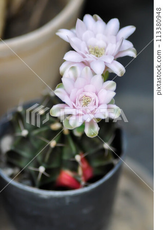 Gymnocalycium ,Gymnocalycium mihanovichii or gymnocalycium mihanovichii variegated with flower or cactus flower Gymnocalycium ,Gymnocalycium mihanovichii or gymnocalycium mihanovichii variegated with flower or cactus flower 113380948