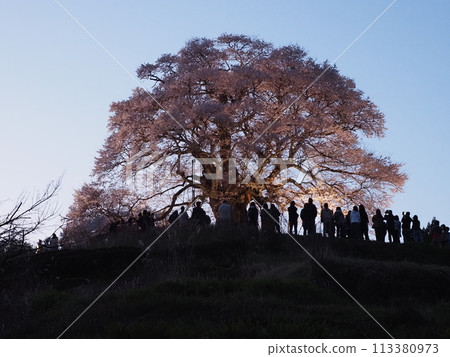 Daigo Sakura 113380973
