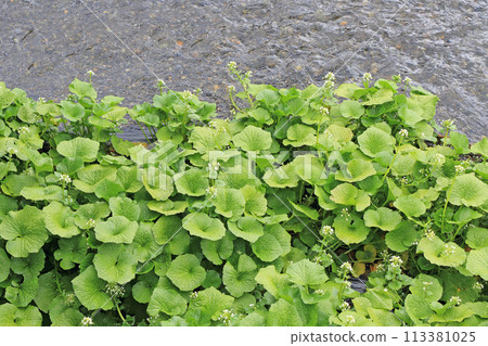 Blooming wasabi fields Blooming wasabi fields 113381025