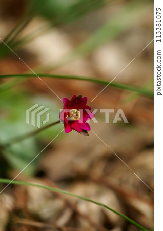 Yukiwarizo red Yukiwarizo red 113381075