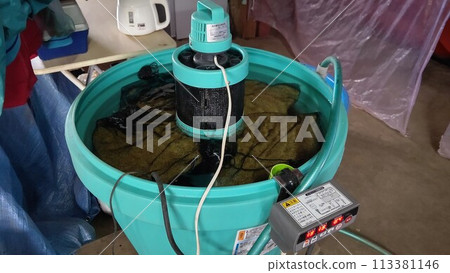 Soaking rice seeds 113381146