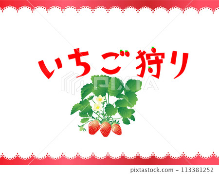 Strawberry picking 113381252