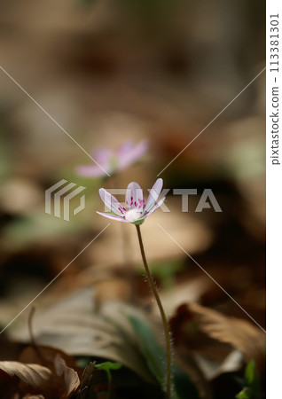 雪割草淺紫色 雪割草淺紫色 113381301