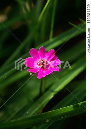 Yukiwarikusa red purple 113381309