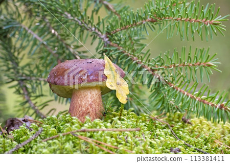 Pine bolete mushroom growing in moss 113381411