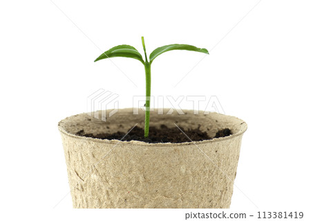 Green seedling sprouting from biodegradable pot Green seedling sprouting from biodegradable pot 113381419