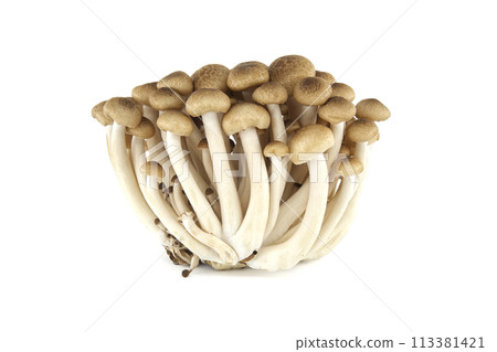 Group of Shimeji mushrooms isolated white background 113381421