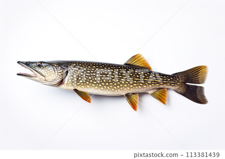 Image of a northern pike fish isolated on white background. Fresh fish. Underwater animals. Generative AI. Image of a northern pike fish isolated on white background. Fresh fish. Underwater animals. Generative AI. 113381439