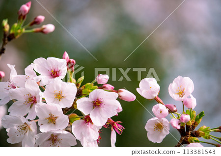 美麗的粉紅色櫻花 113381543