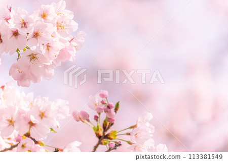 美麗的粉紅色櫻花 113381549