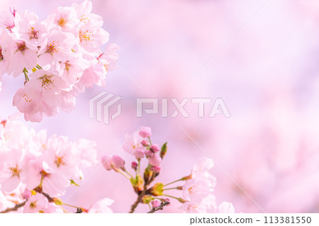 美麗的粉紅色櫻花 113381550