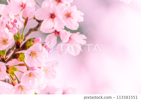 美麗的粉紅色櫻花 113381551