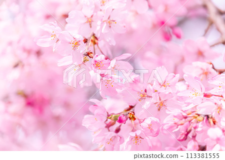 Beautiful pink cherry blossoms 113381555
