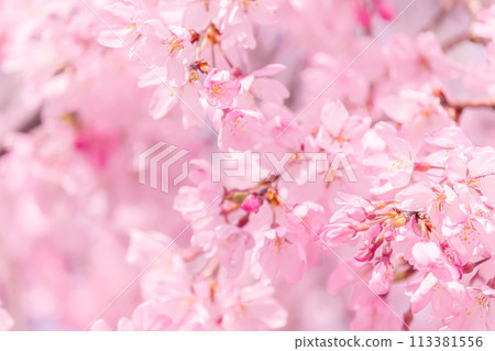 Beautiful pink cherry blossoms 113381556