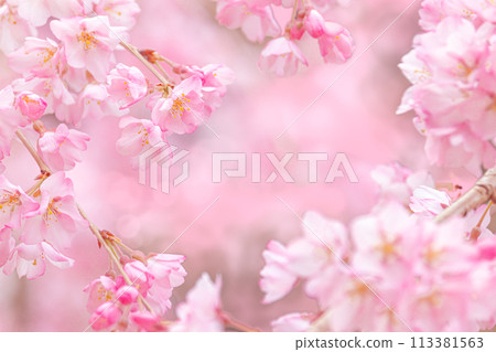Beautiful pink cherry blossoms 113381563
