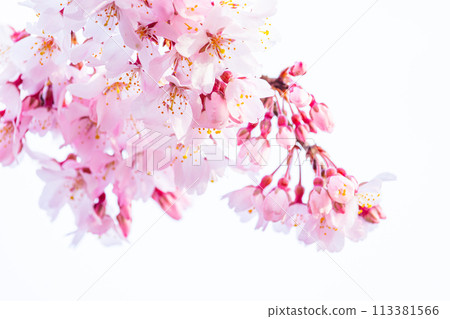 美麗的粉紅色櫻花 113381566