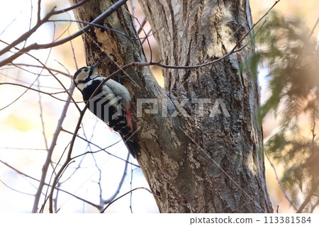 紅頭啄木鳥棲息在樹上並進食 113381584