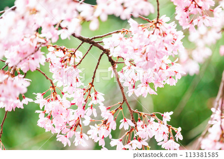 美麗的粉紅色櫻花 113381585