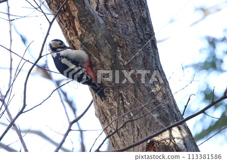 紅頭啄木鳥棲息在樹上並進食 紅頭啄木鳥棲息在樹上並進食 113381586