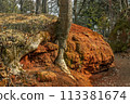 Tree in the park. 113381674