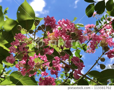 舊芝離宮恩賜庭園的夏日紫薇 113381702