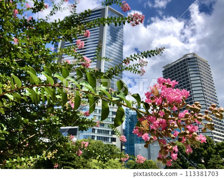 舊芝離宮恩賜庭園的夏日紫薇 舊芝離宮恩賜庭園的夏日紫薇 113381703