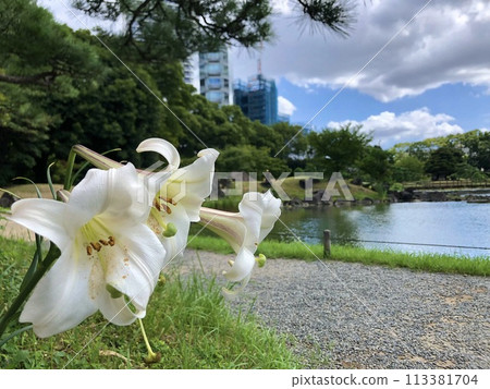 九芝離宮恩賜庭園的夏百合 九芝離宮恩賜庭園的夏百合 113381704