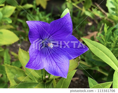 舊芝離宮恩賜庭園的夏日風鈴草 舊芝離宮恩賜庭園的夏日風鈴草 113381706