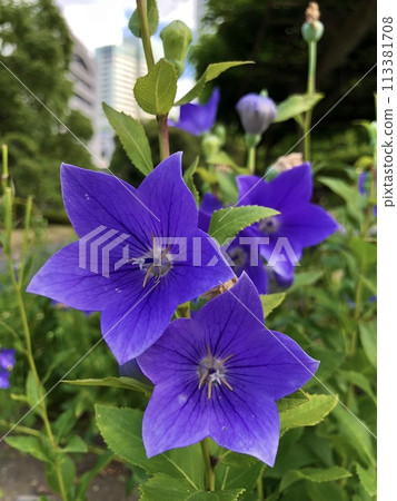 Summer bellflowers at Kyu-Shiba Rikyu Gardens Summer bellflowers at Kyu-Shiba Rikyu Gardens 113381708