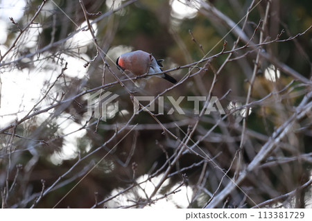 Eating cherry blossom buds, a lie 113381729