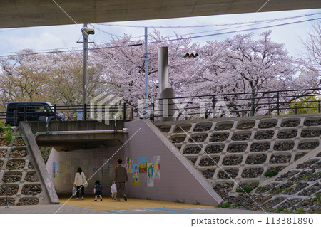 A family walking along a promenade under an intersection with cherry blossoms under an overpass 113381890