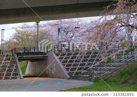 A walkway under the intersection with cherry blossoms under the overpass 113381891