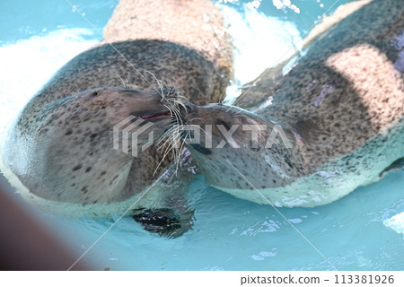 戈馬海豹 戈馬海豹 113381926