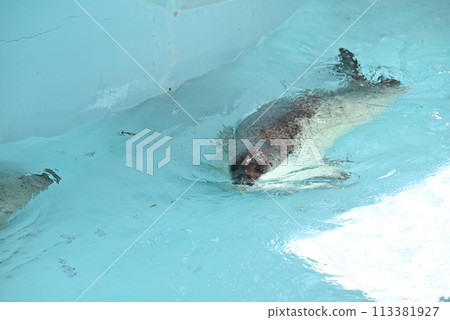 Goma seals 113381927