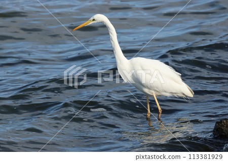 A great egret hunts for icefish on the shores of a lake 113381929