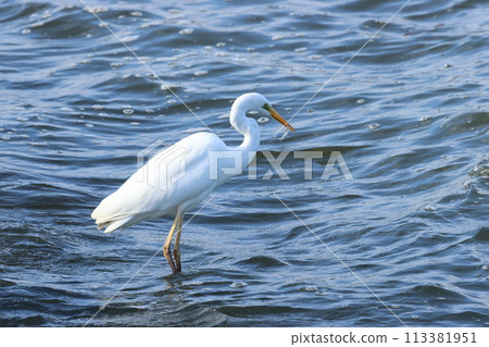 大白鷺在湖岸上瞄準銀魚 113381951