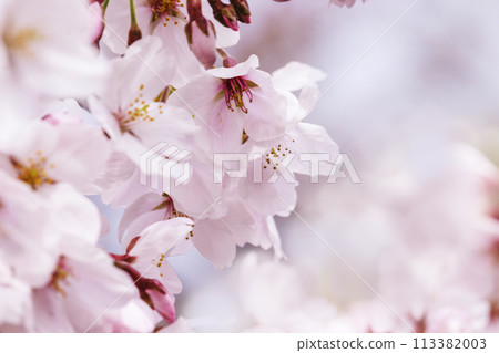 Beautiful pink cherry blossoms 113382003