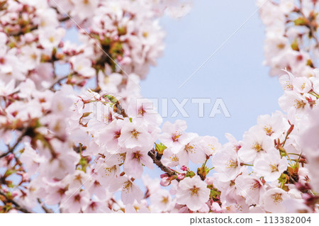 閃耀在藍天的櫻花 閃耀在藍天的櫻花 113382004