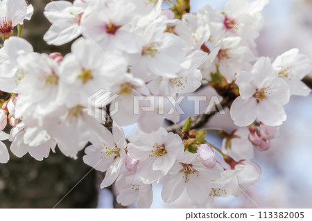 櫻花特寫鏡頭在盛開的 櫻花特寫鏡頭在盛開的 113382005