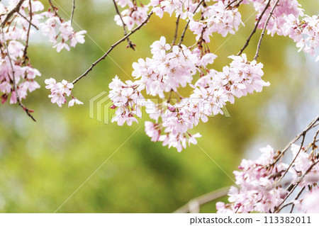 Beautiful pink flowers bloom in spring 113382011